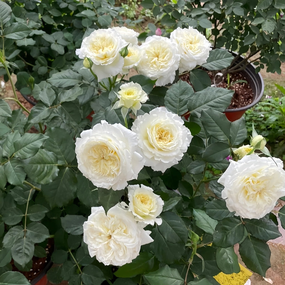 Patience Rose