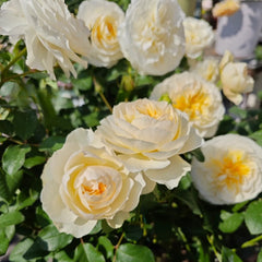 Eugenie Rose