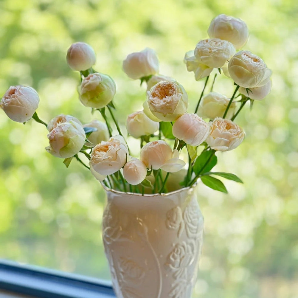 Pinky Pie Rose