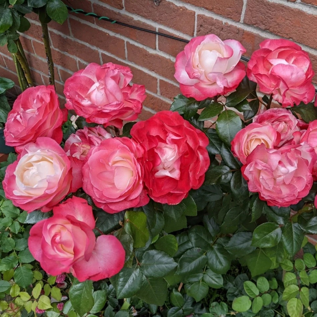 Nostalgie Rose
