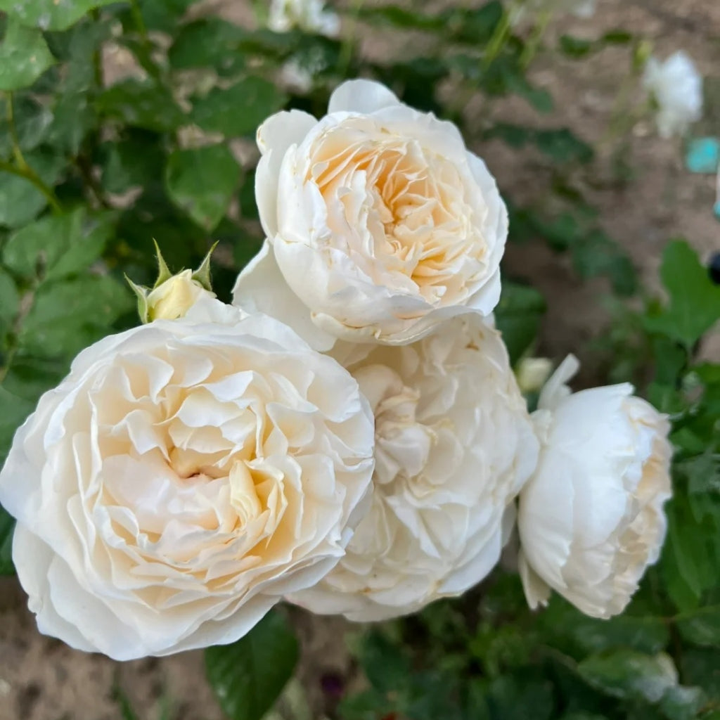 Leonora Rose