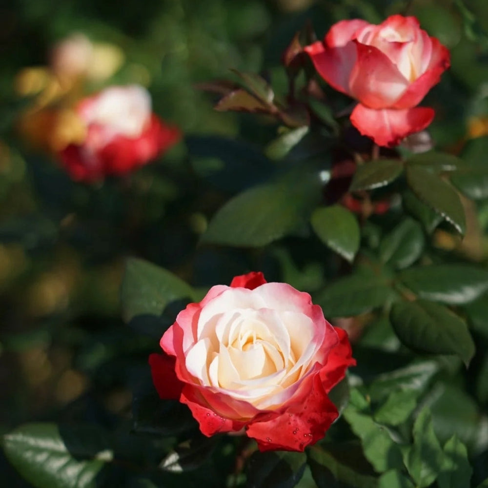 Nostalgie Rose
