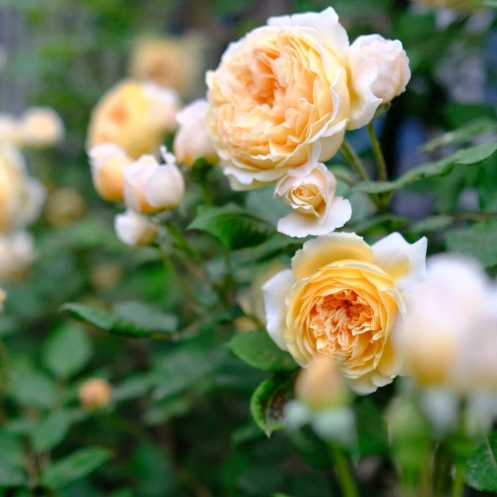 Crown Princess Margareta Rose