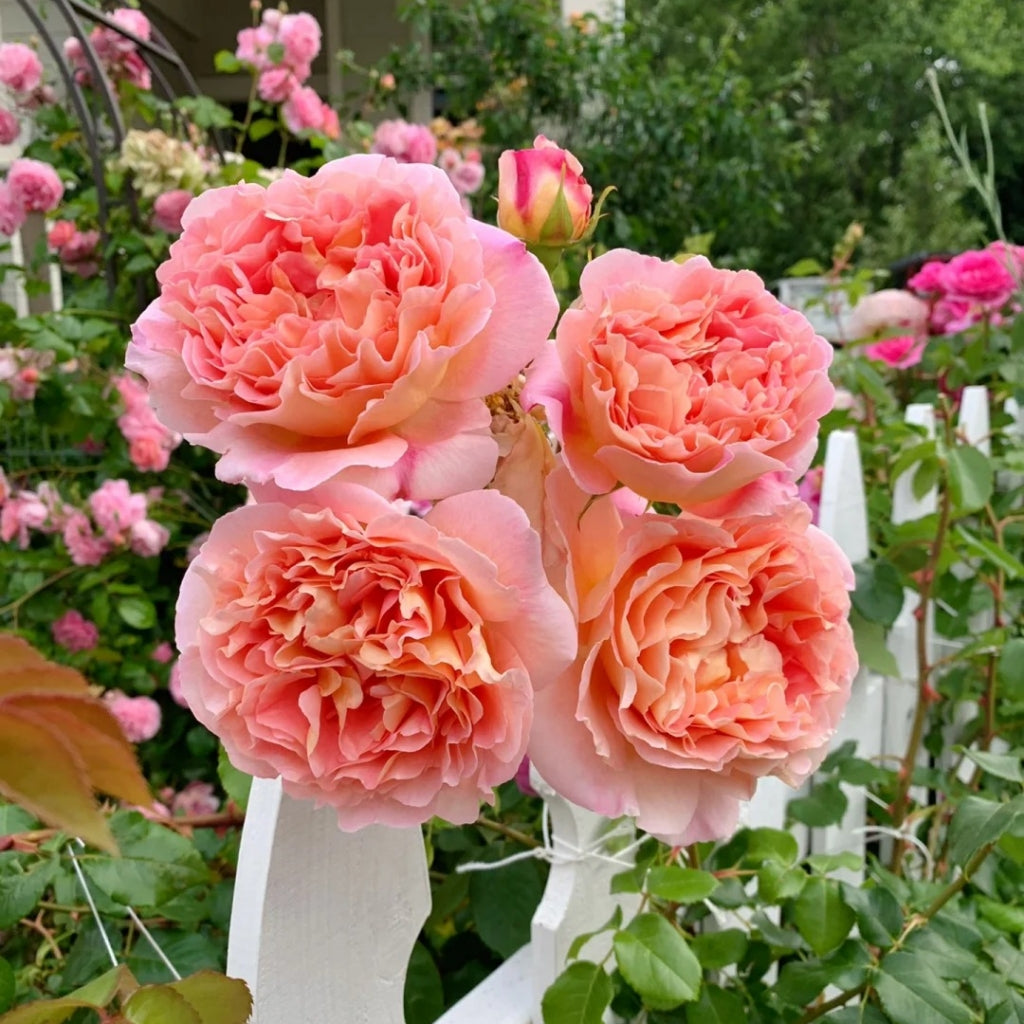 Abraham Darby Rose