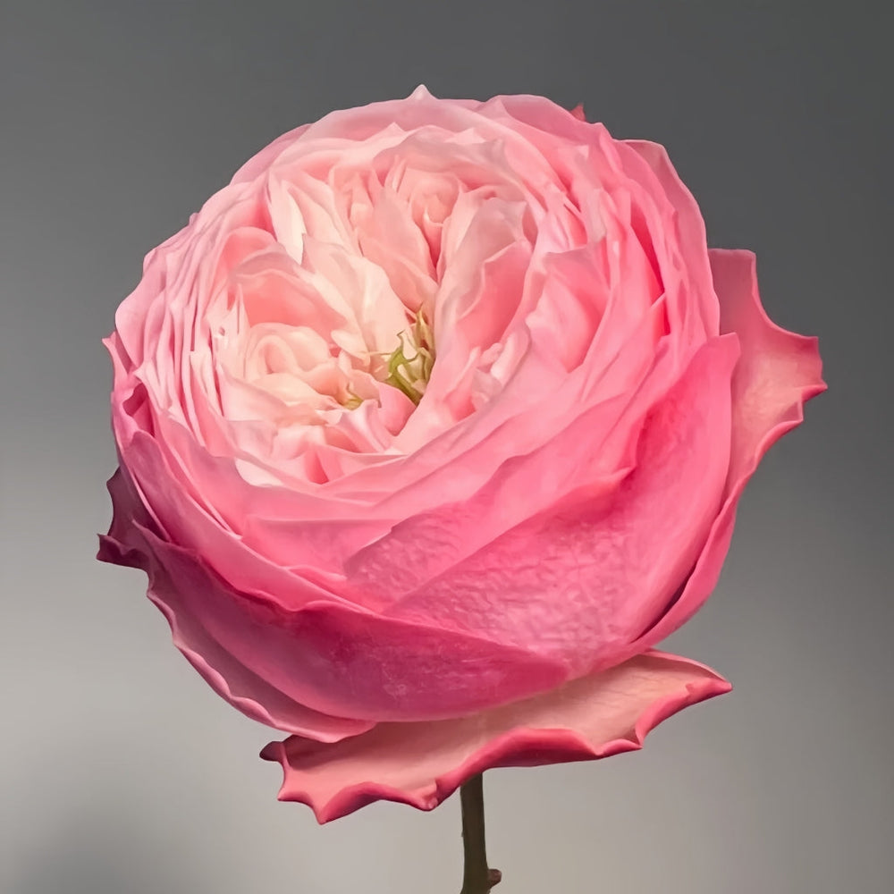 Northanger Abbey Rose