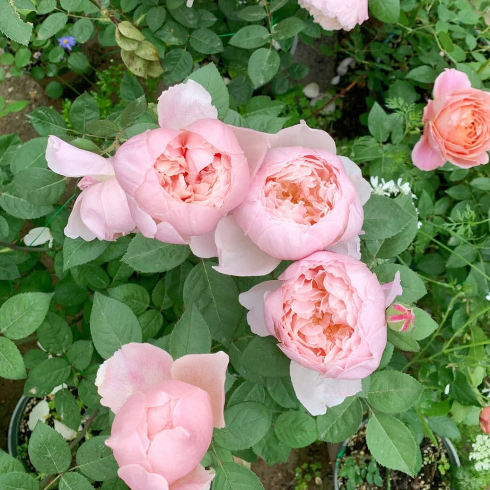 The Alnwick Rose
