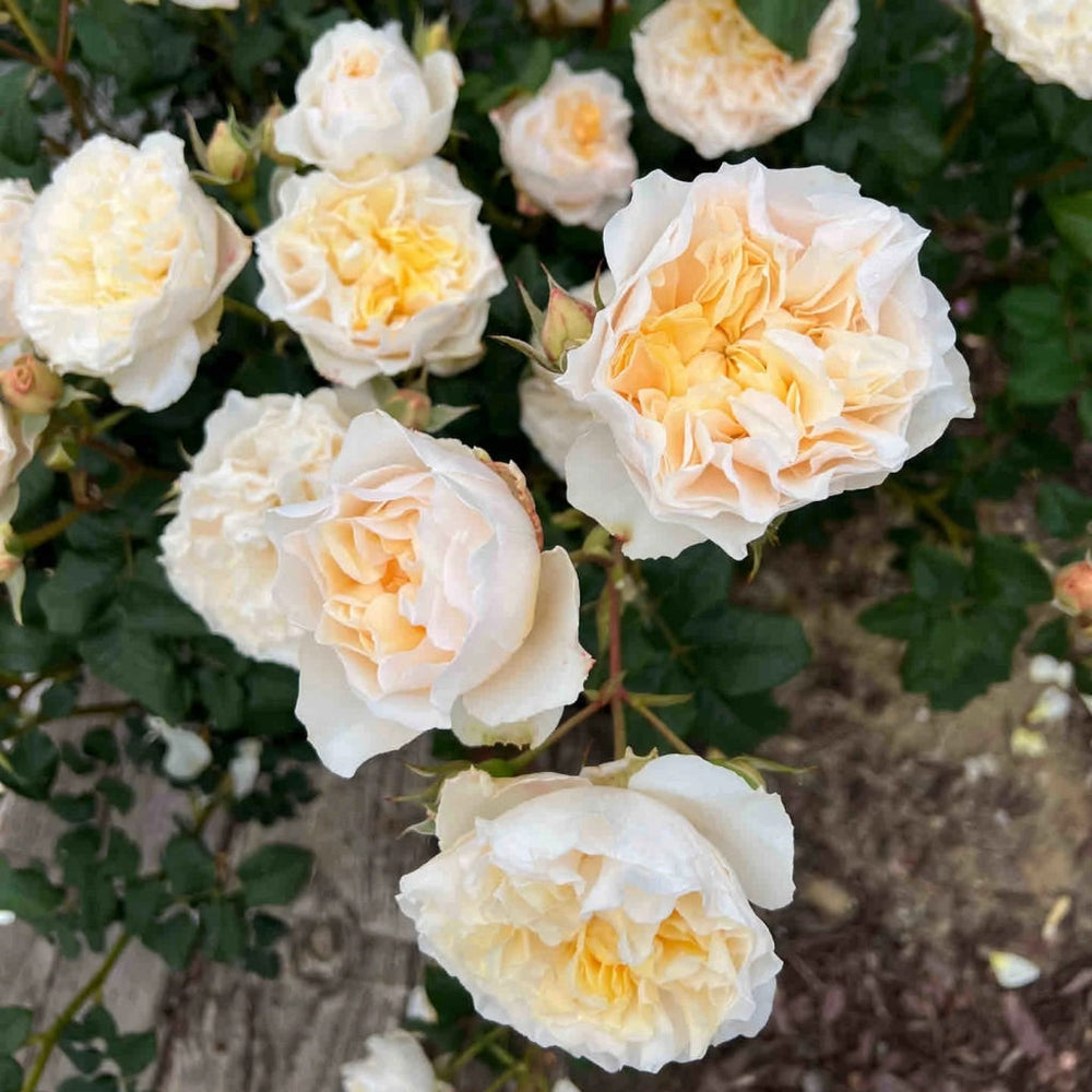 Eugenie Rose