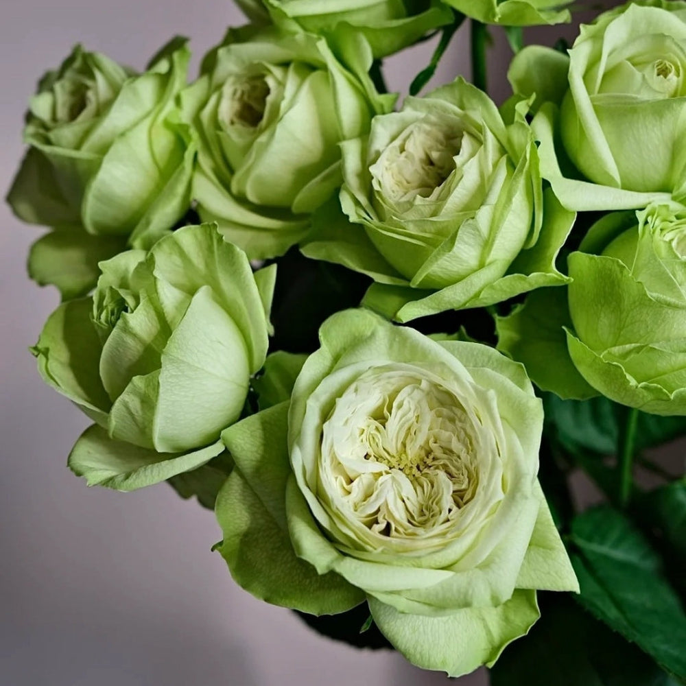Yagi Green Rose