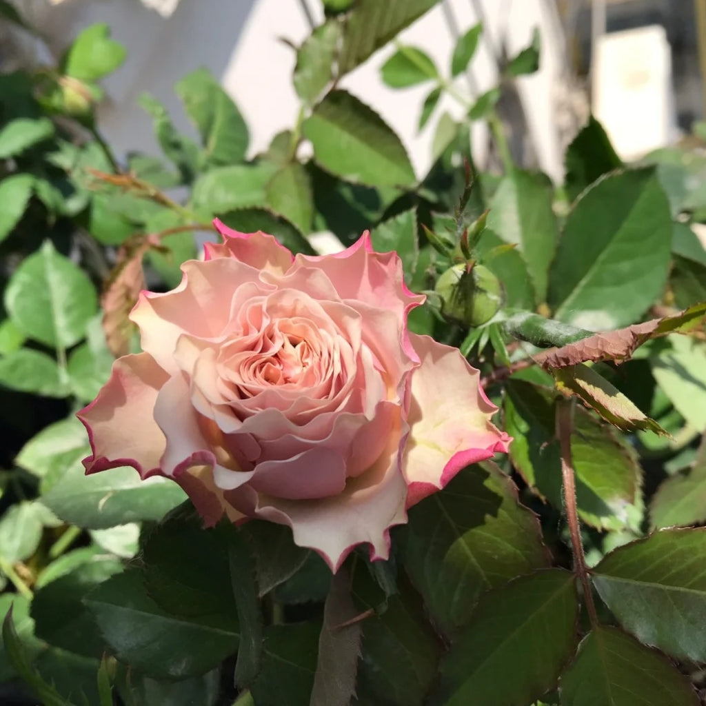 Bourbon Street Rose