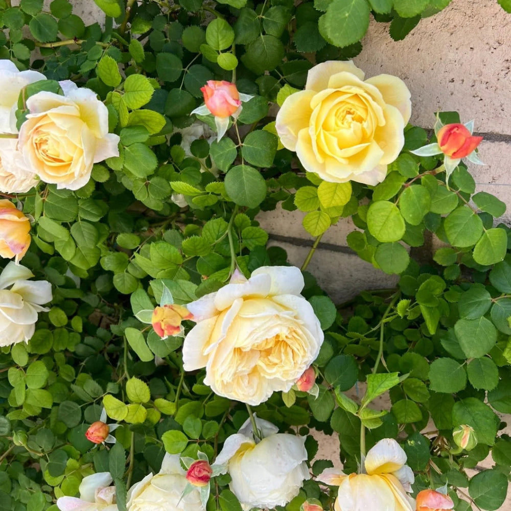Charles Darwin Rose
