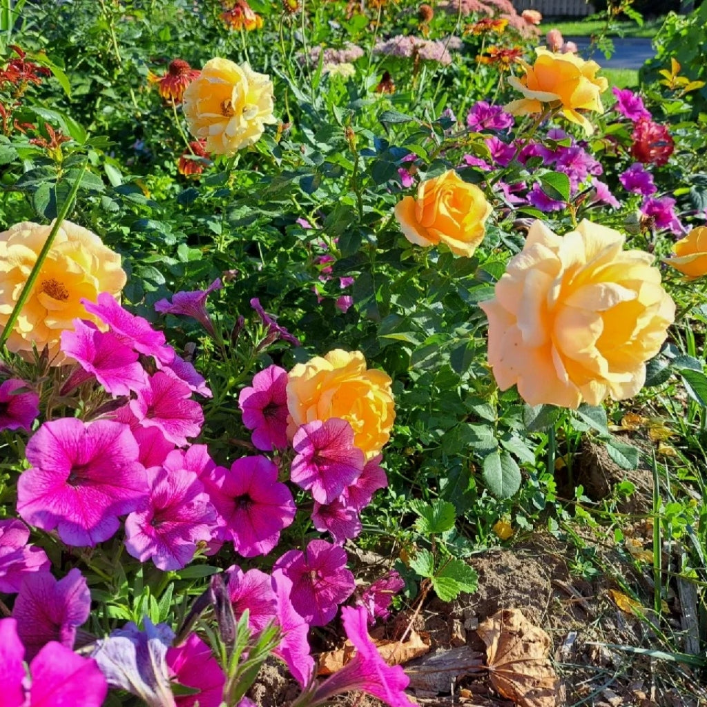 St.Tropez Rose