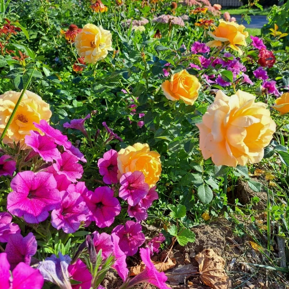 St.Tropez Rose