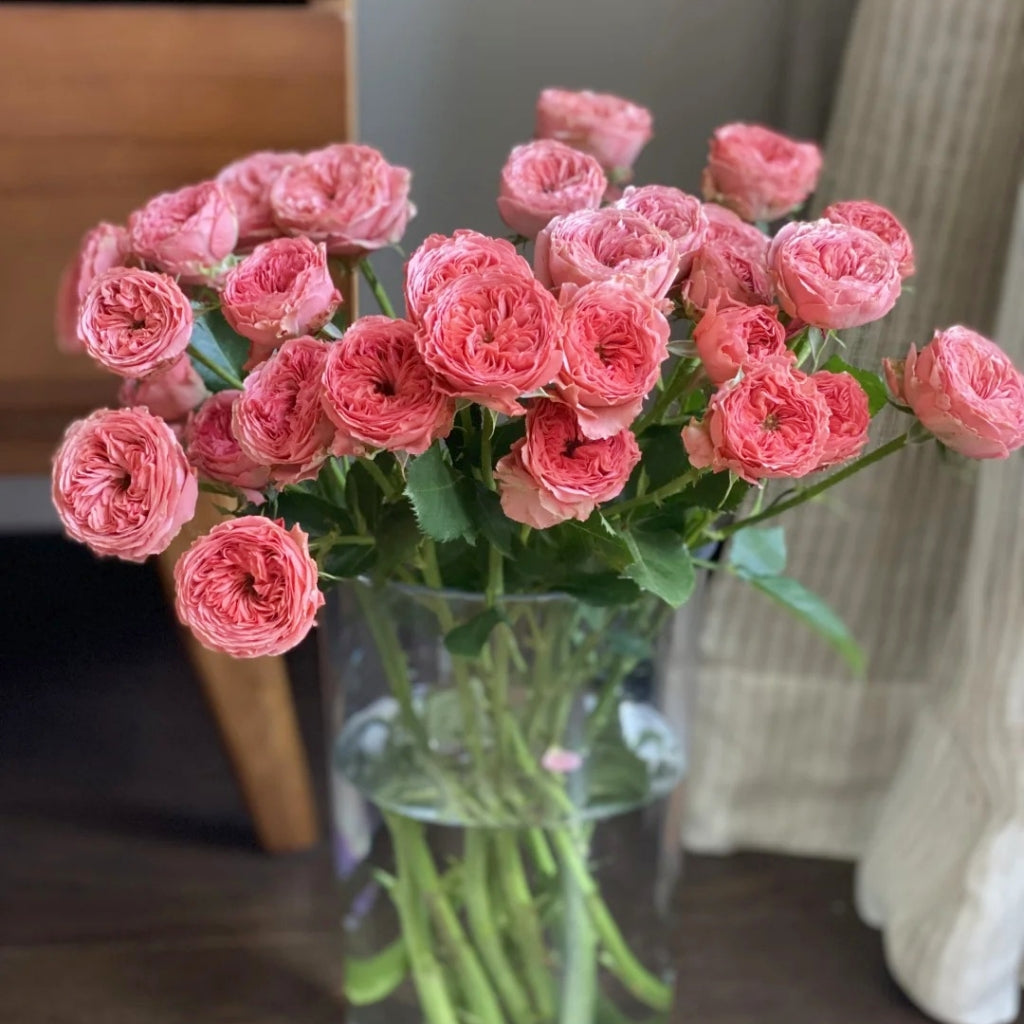 Bella Trendsetter Rose