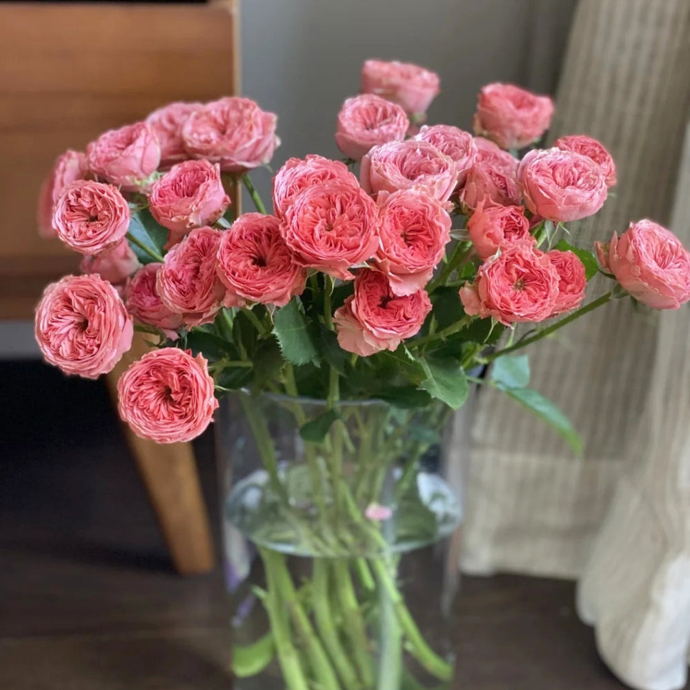 Bella Trendsetter Rose