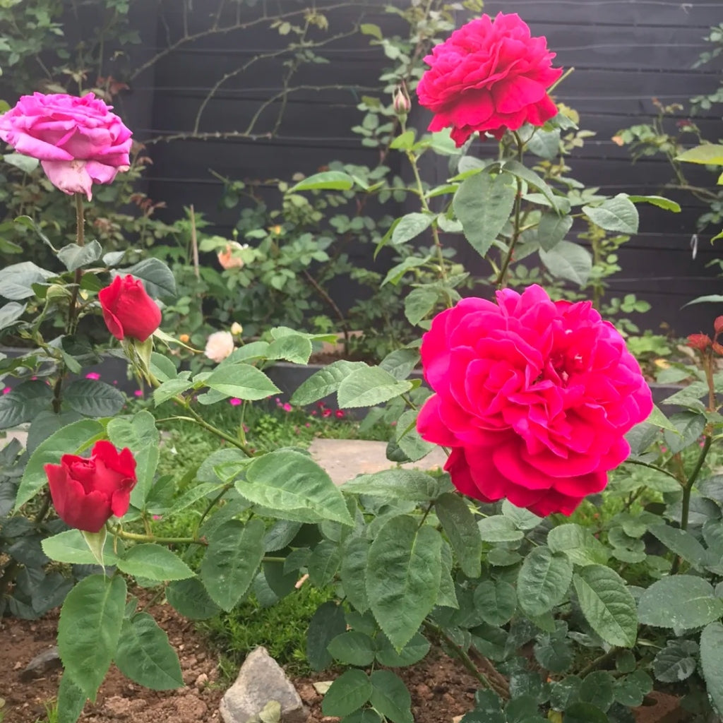 Dark Lady Rose