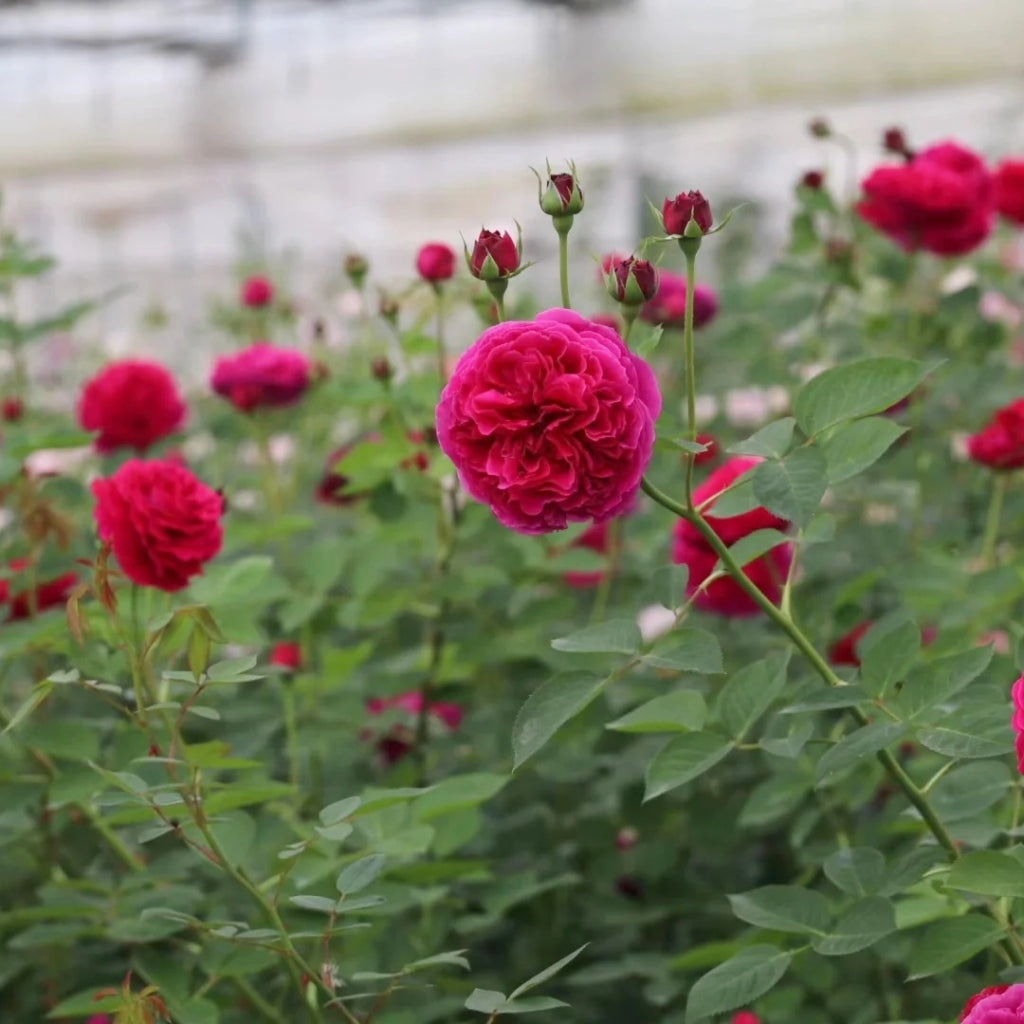 Falstaff Rose