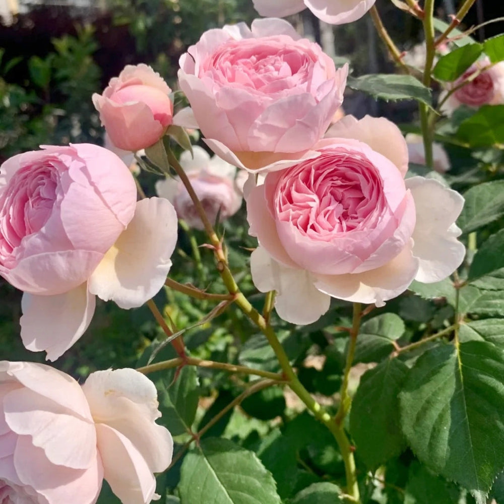 Geoff Hamilton Rose