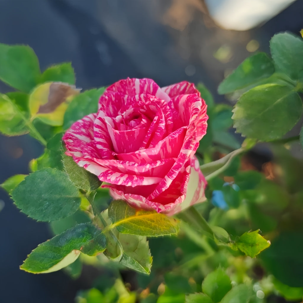 Pink Intuition Rose