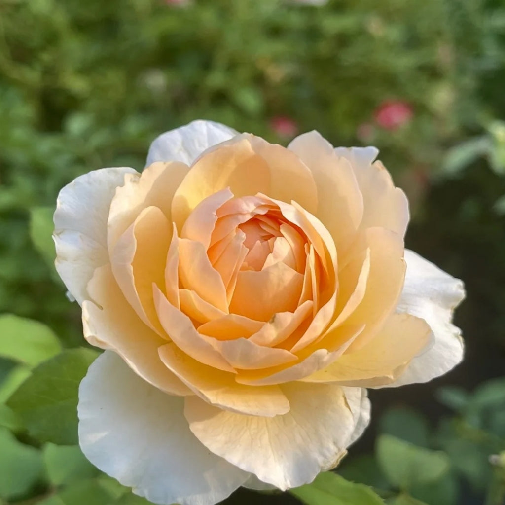 Effie Rose