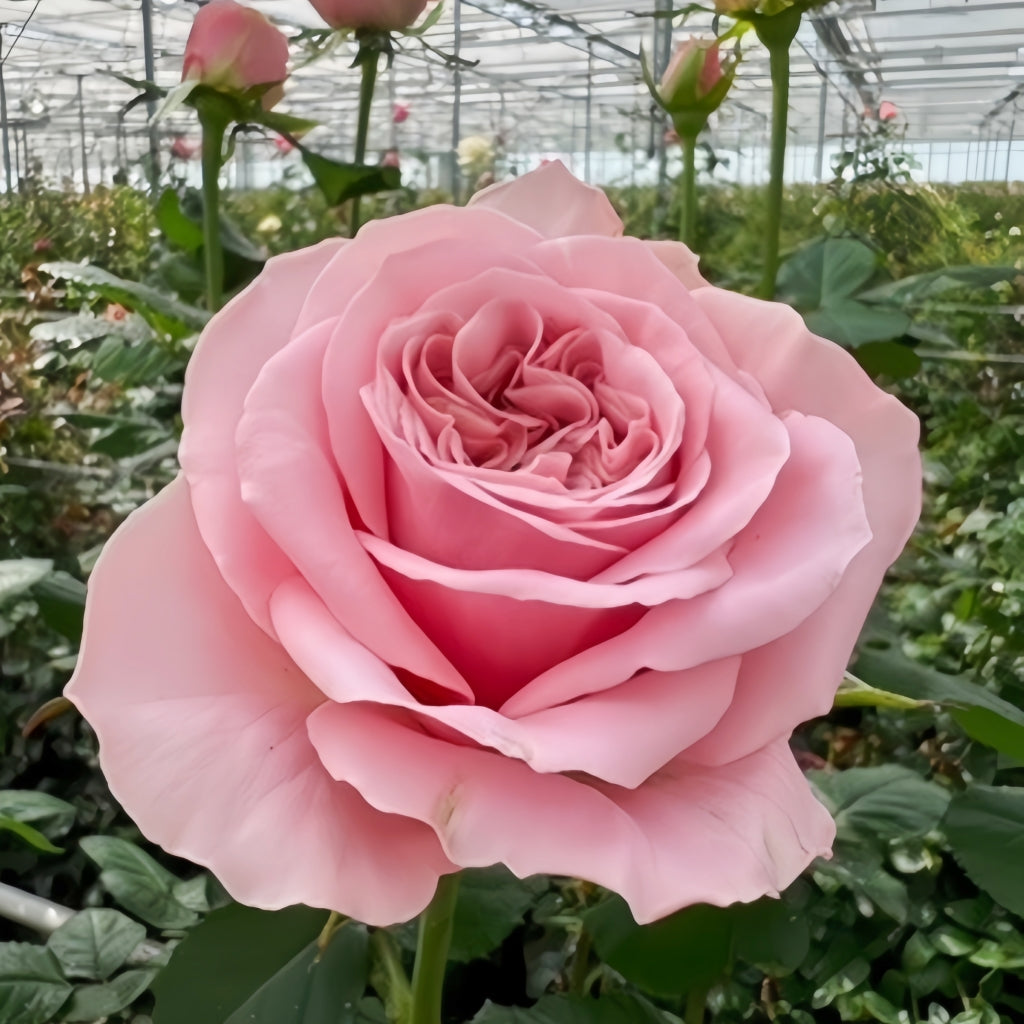 Rebellion Pink Rose