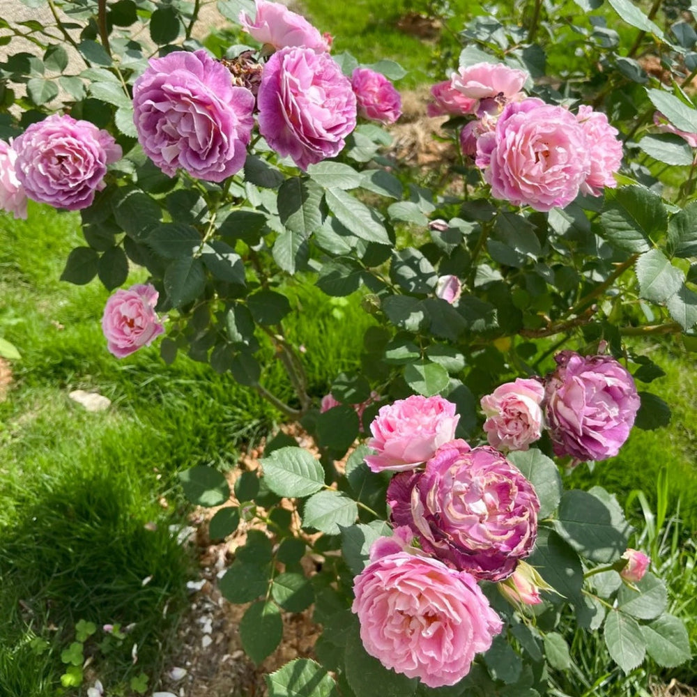 Huddersfield Choral Society Rose