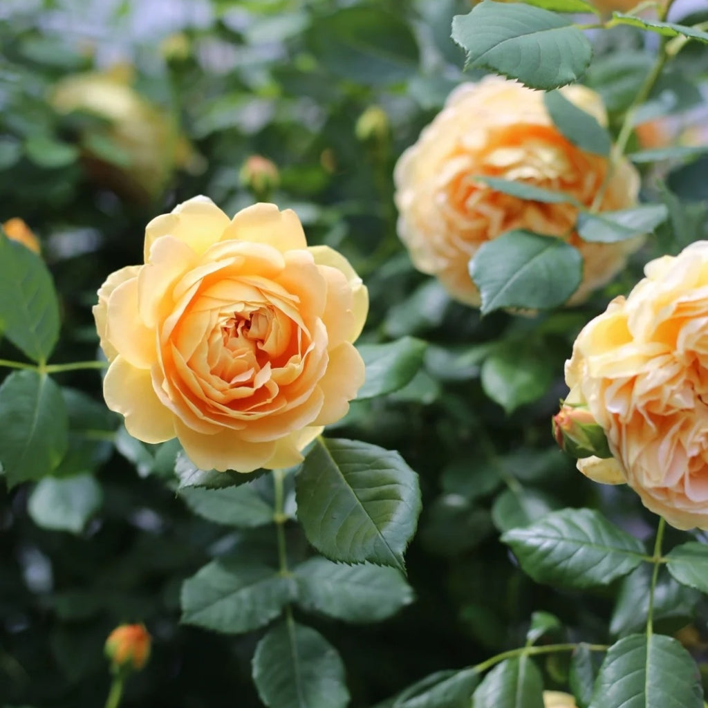 Golden Celebration Rose