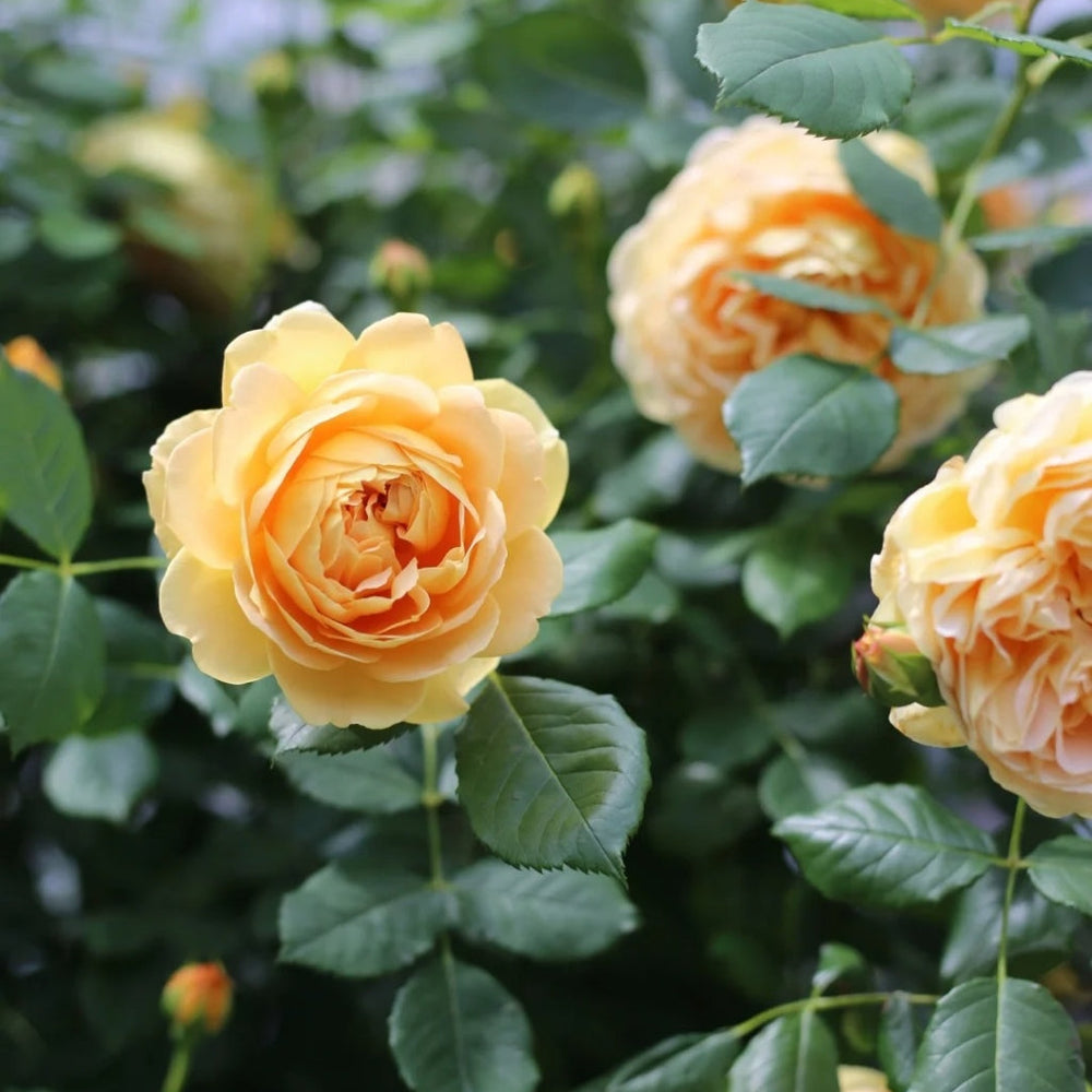 Golden Celebration Rose