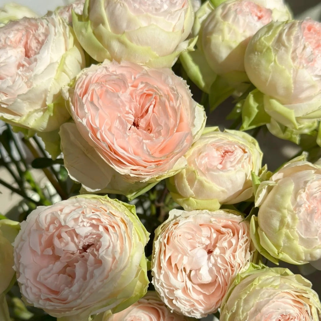 Pinky Pie Rose