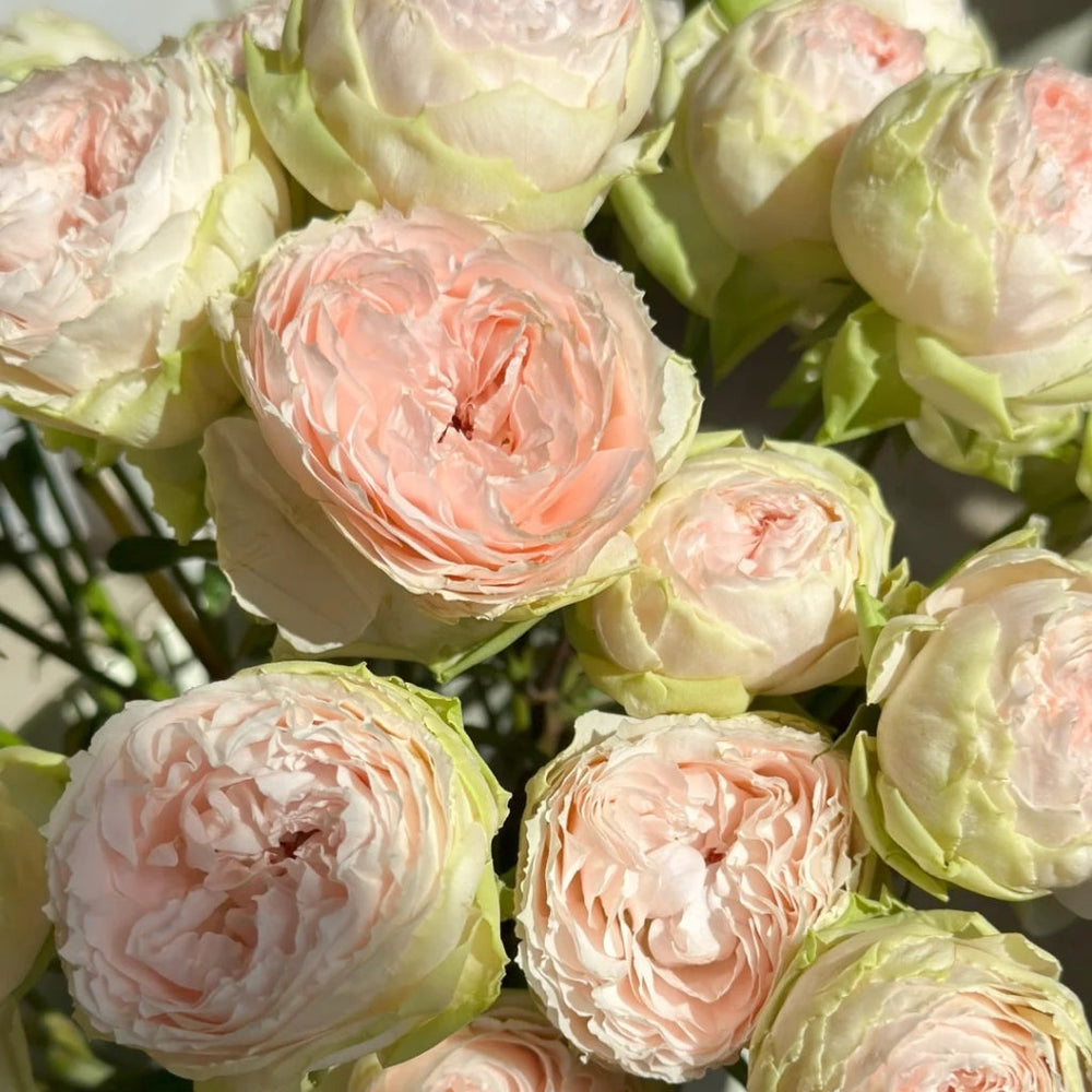 Pinky Pie Rose