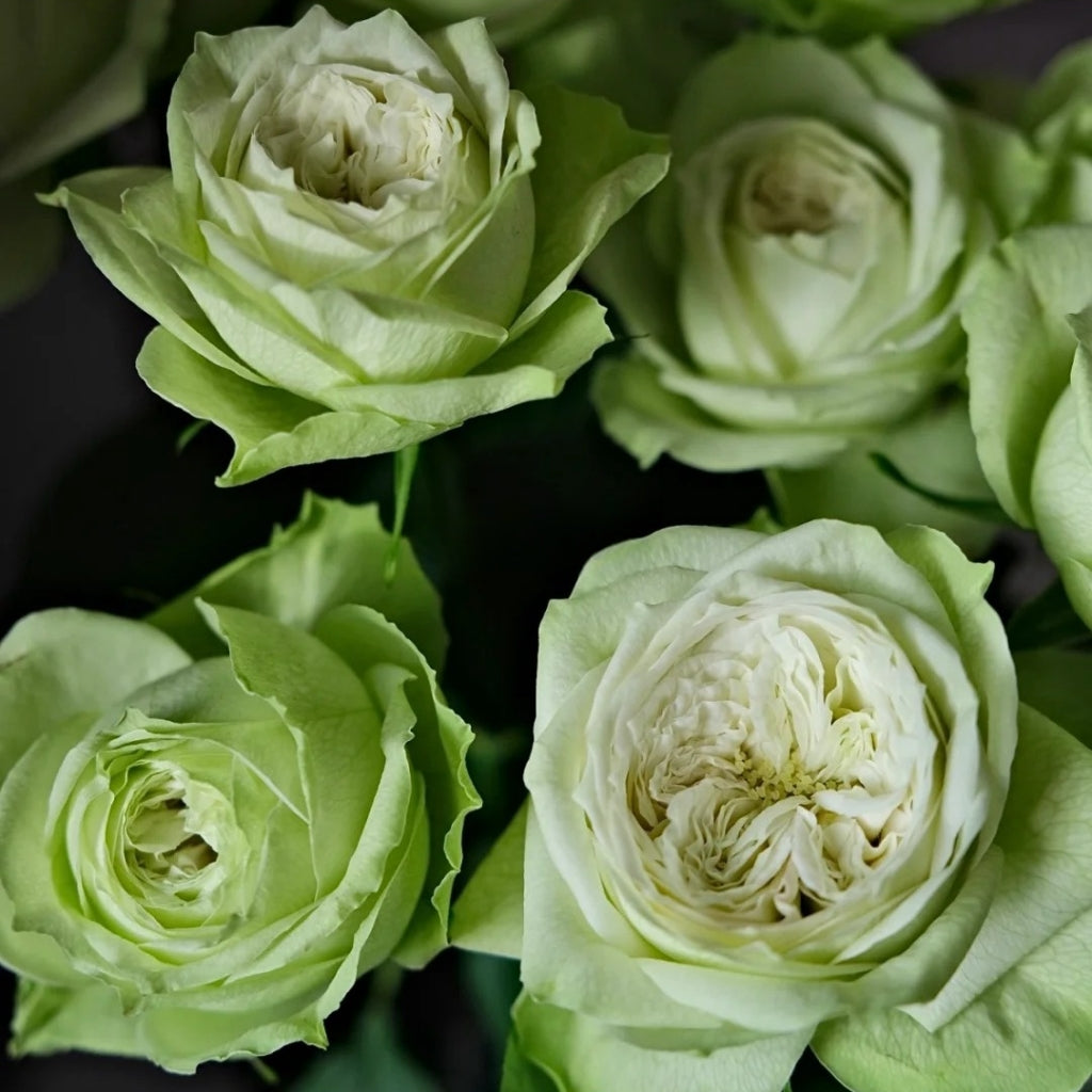 Yagi Green Rose