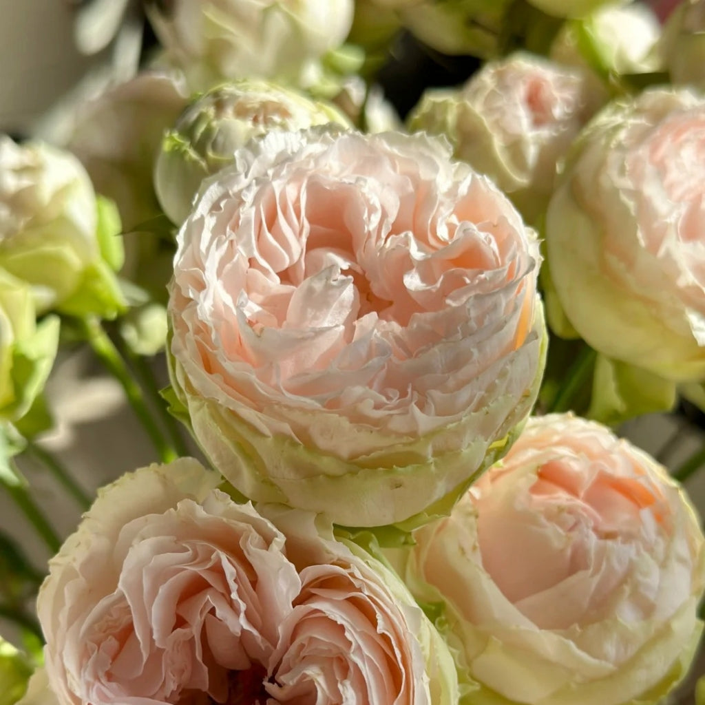 Pinky Pie Rose