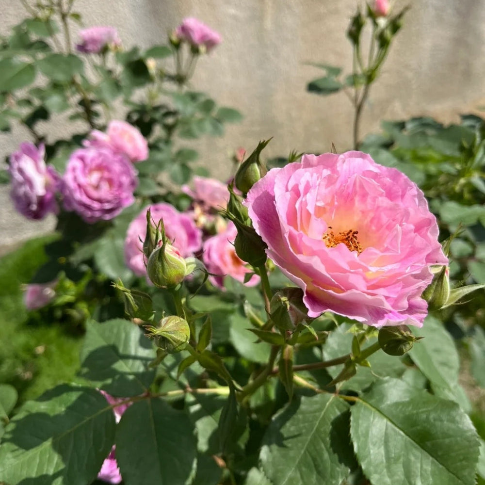 Huddersfield Choral Society Rose