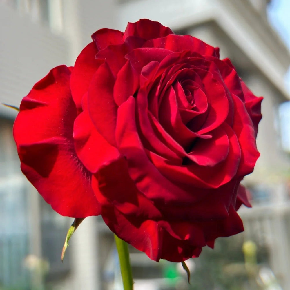 Hearts Rose
