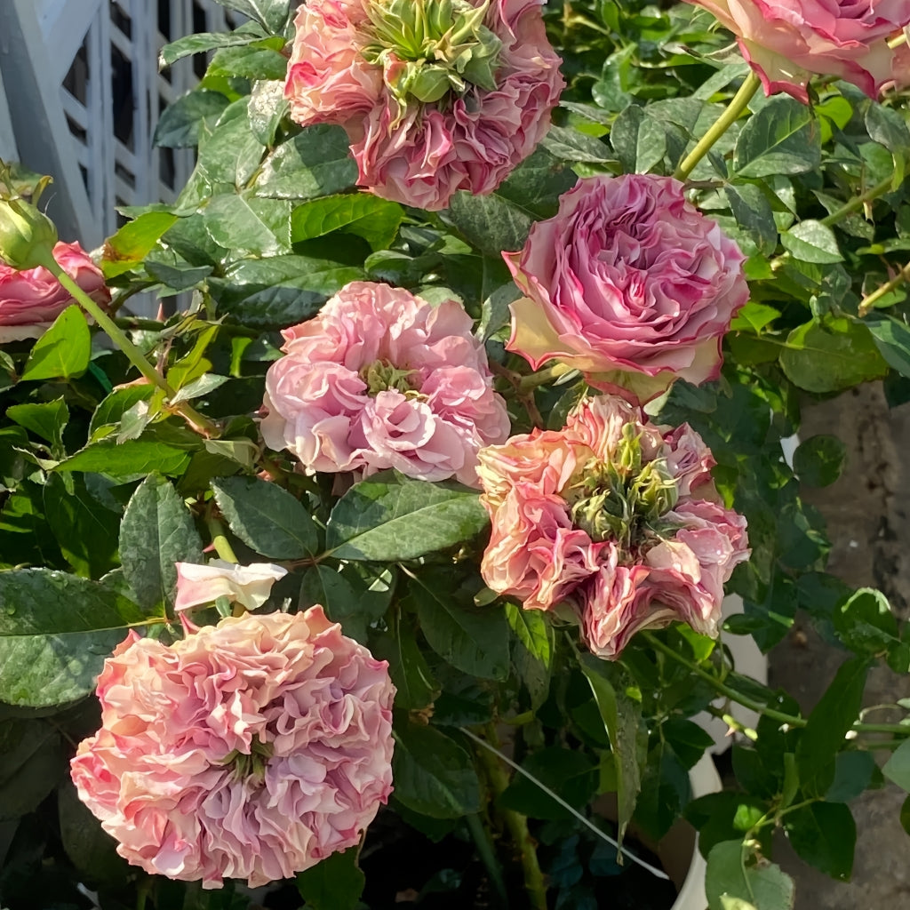 Bourbon Street Rose