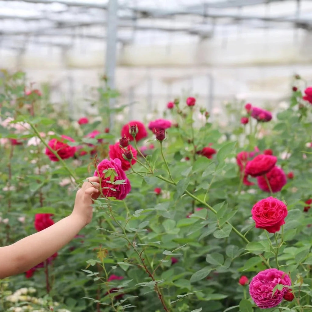 Falstaff Rose