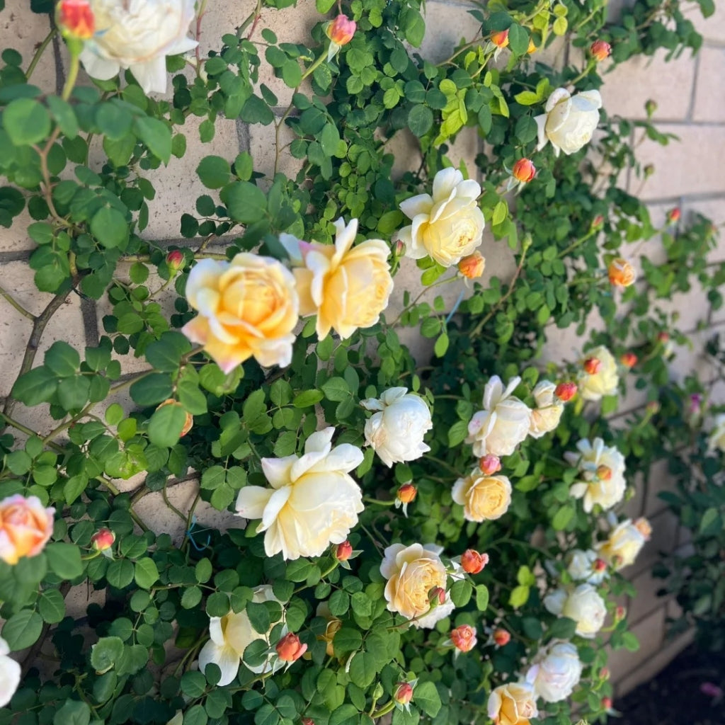 Charles Darwin Rose