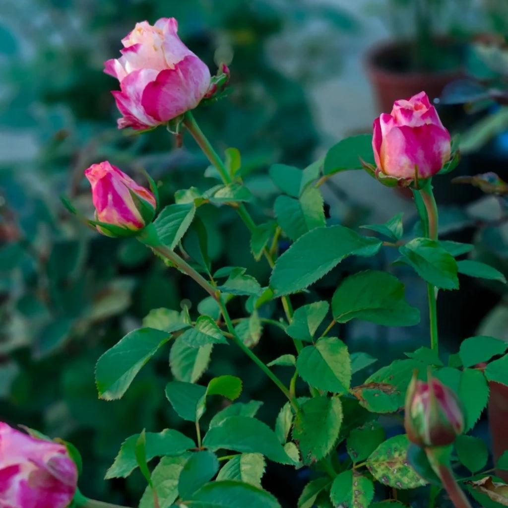 Jabulani Rose