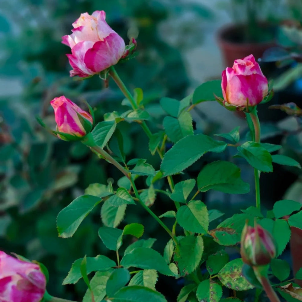 Jabulani Rose