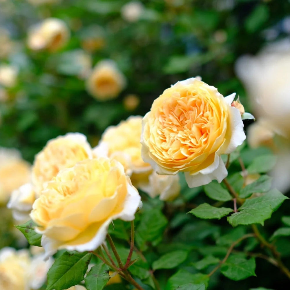 Crown Princess Margareta Rose