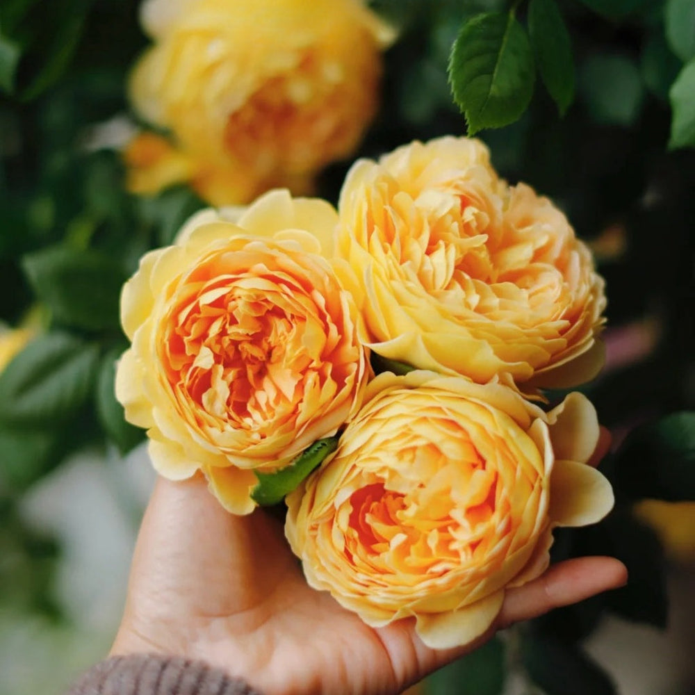 Golden Celebration Rose