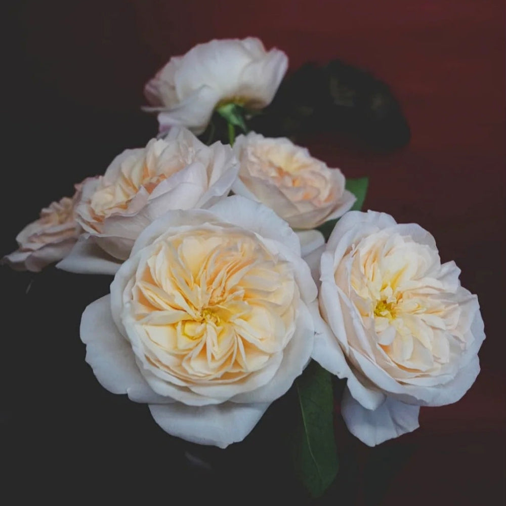 Bessie Rose
