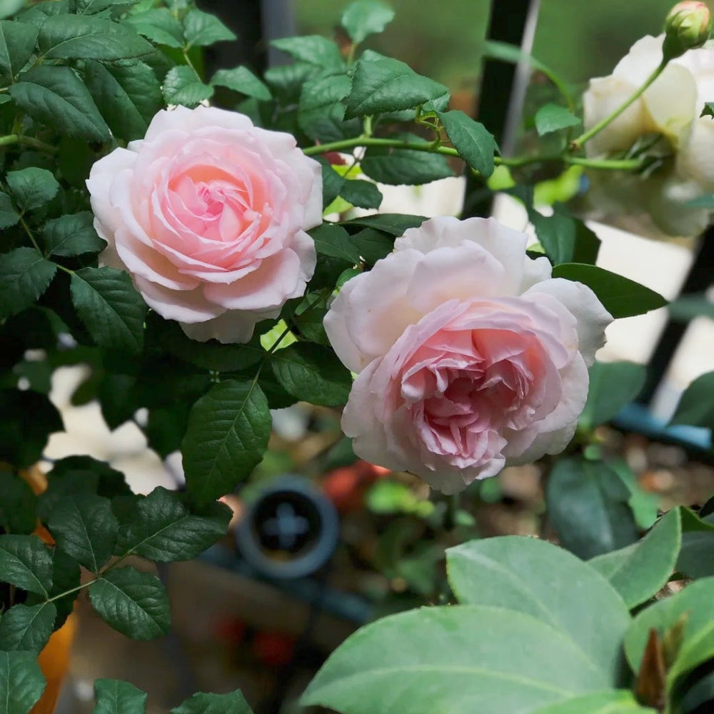 Yves Wedding Box Rose
