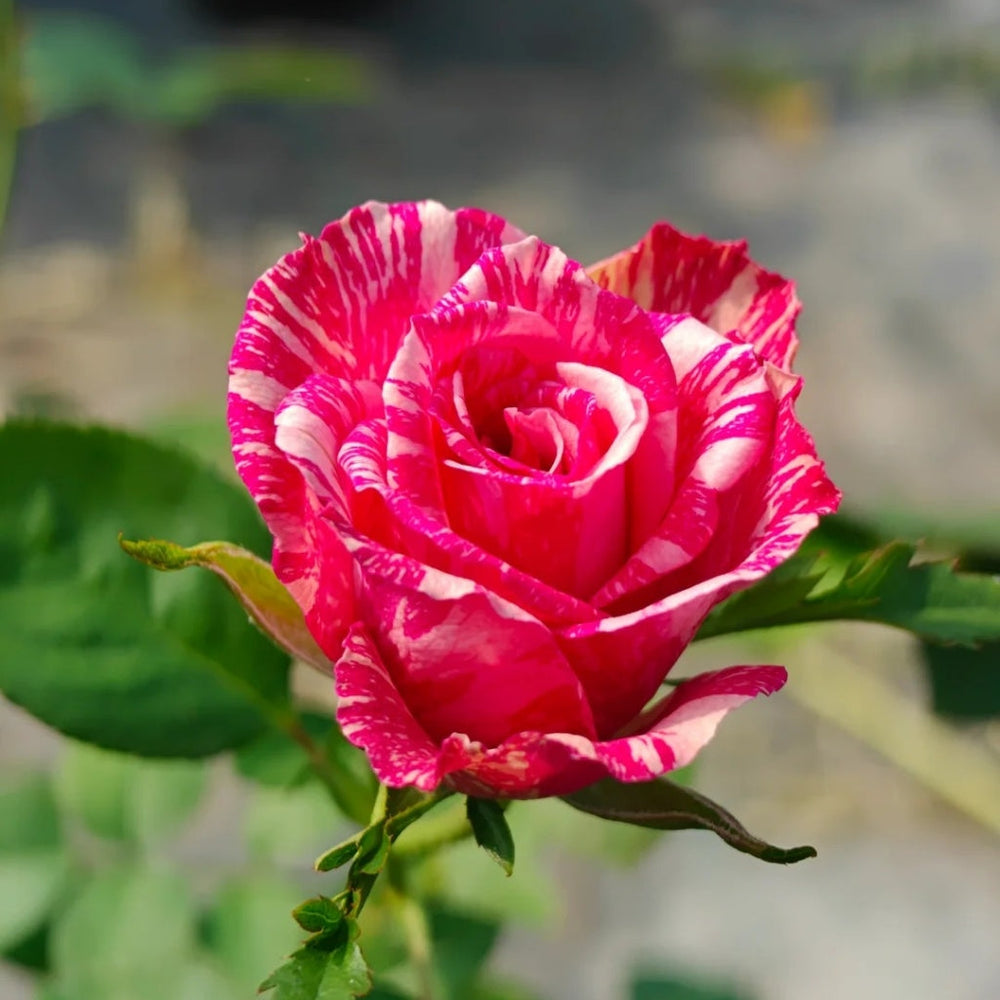 Pink Intuition Rose