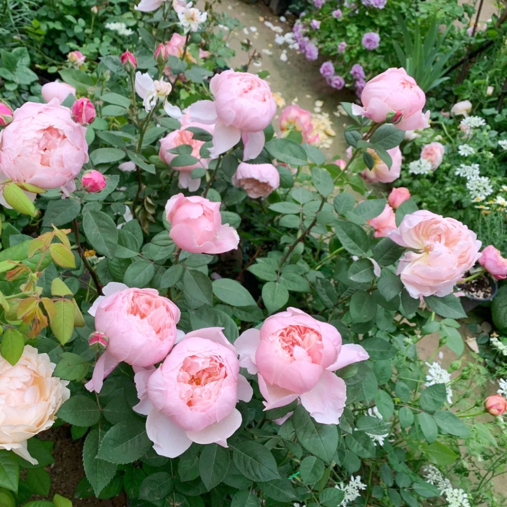 The Alnwick Rose