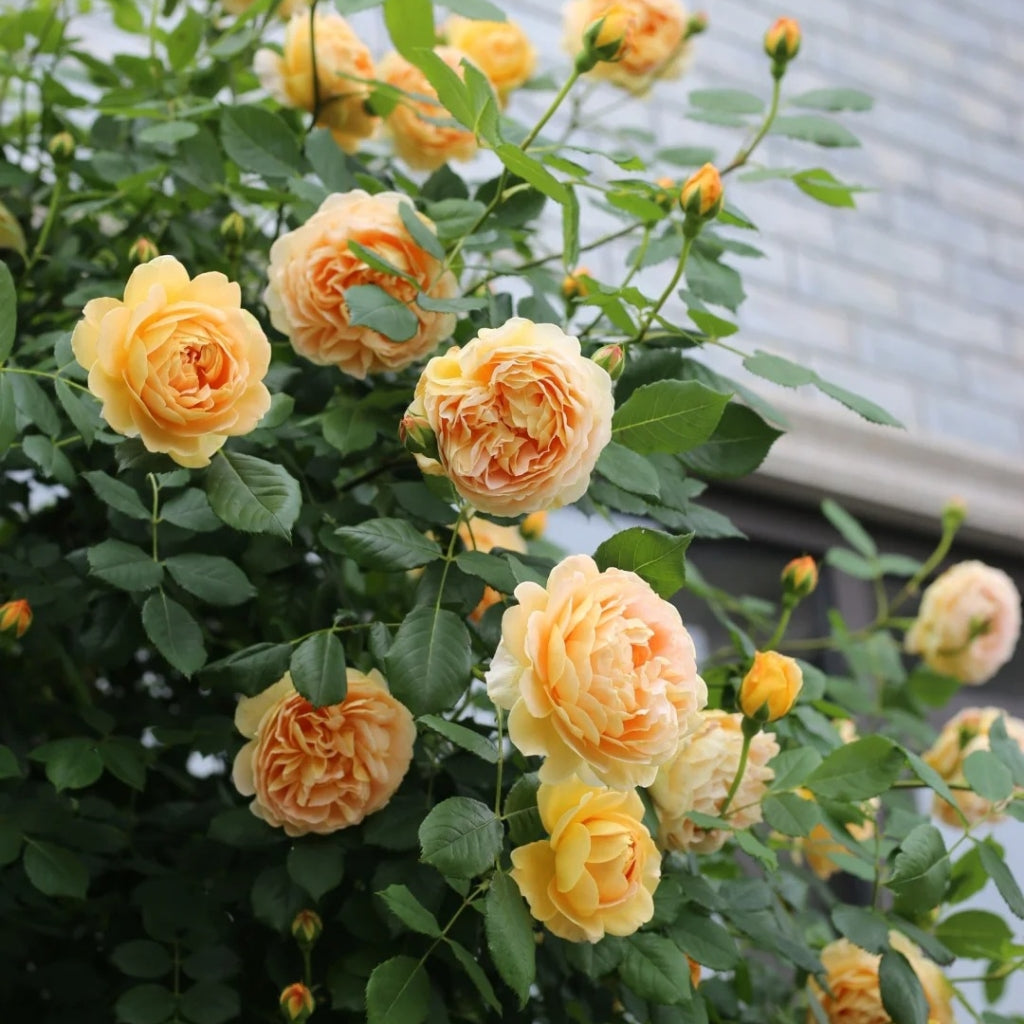 Golden Celebration Rose