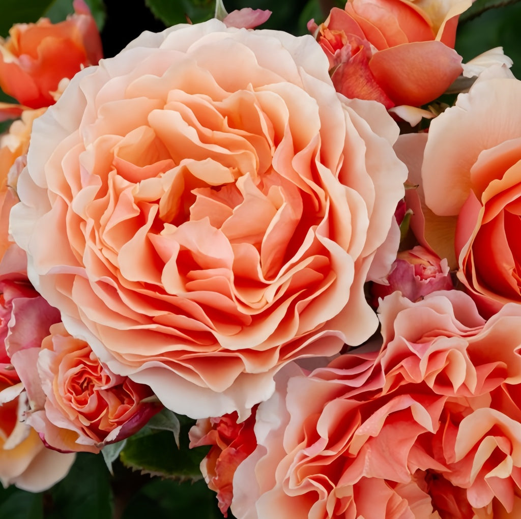 A Gardener's Dream Rose