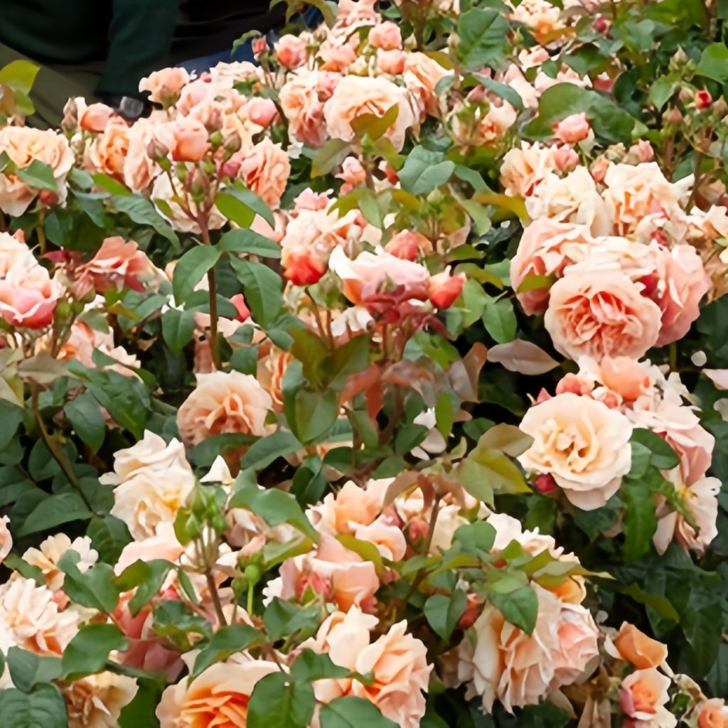 A Gardener's Dream Rose