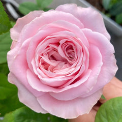 All Four Boughet Rose