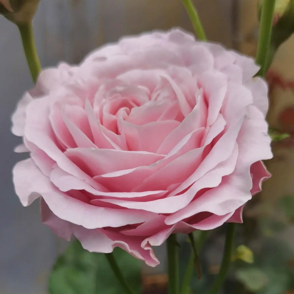 All Four Boughet Rose