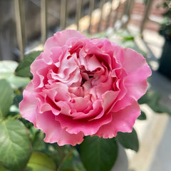All Four Cherry Blossoms Rose